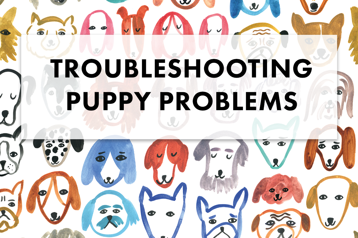 How to Troubleshoot When You Have a Problematic Puppy