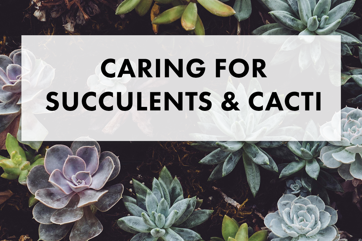How to Care for Cacti and Succulents: Watering, Sunlight, and More