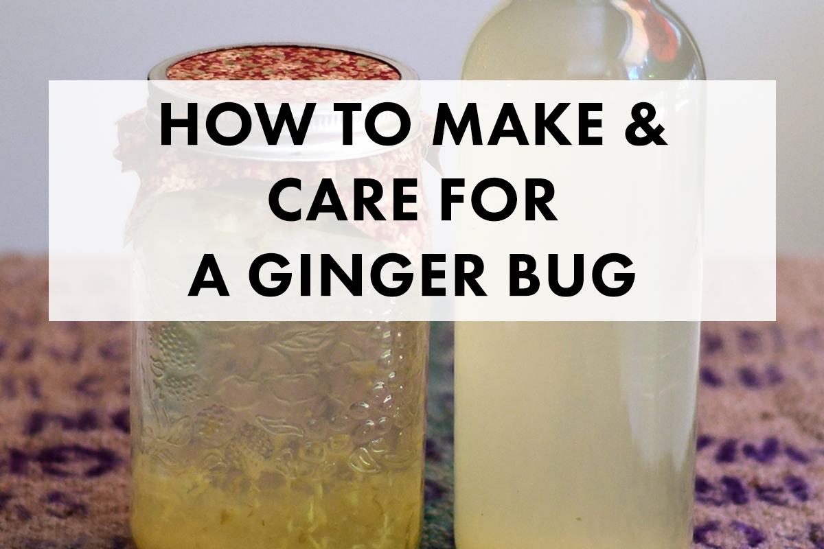 Easy Ginger Bug Starter Recipe for Fermented Sodas
