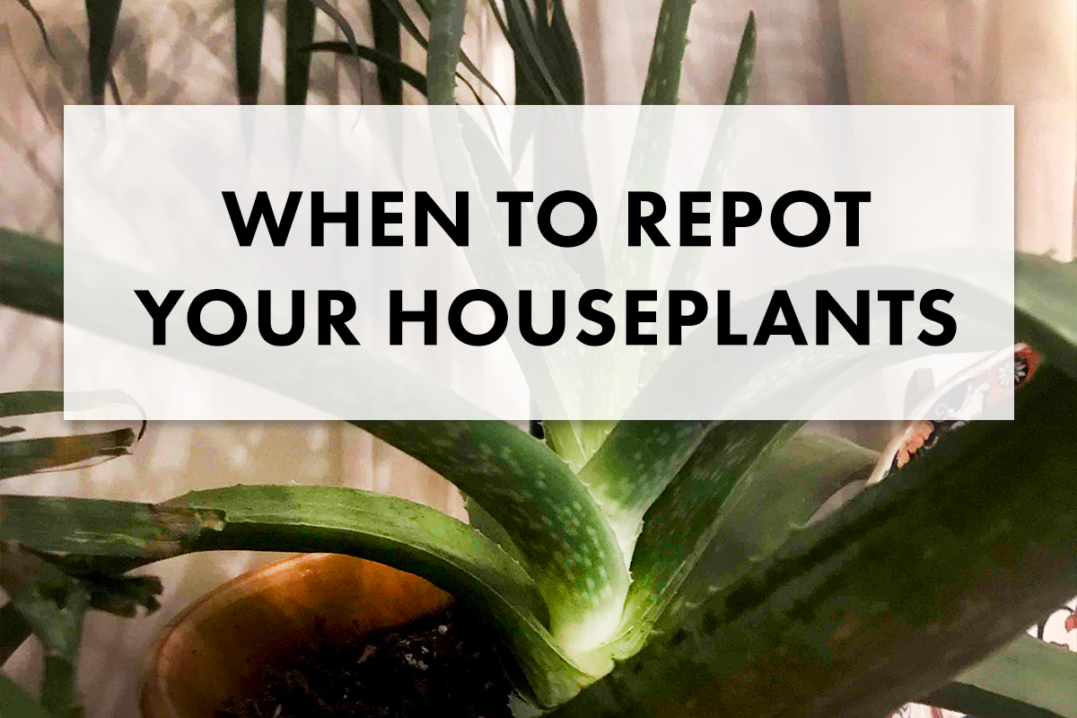 How to Repot a Houseplant: The Ultimate Step-by-Step Guide for Healthier Plants