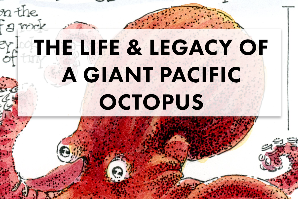 The Life & Legacy of a Giant Pacific Octopus: A Year on the Wild Side