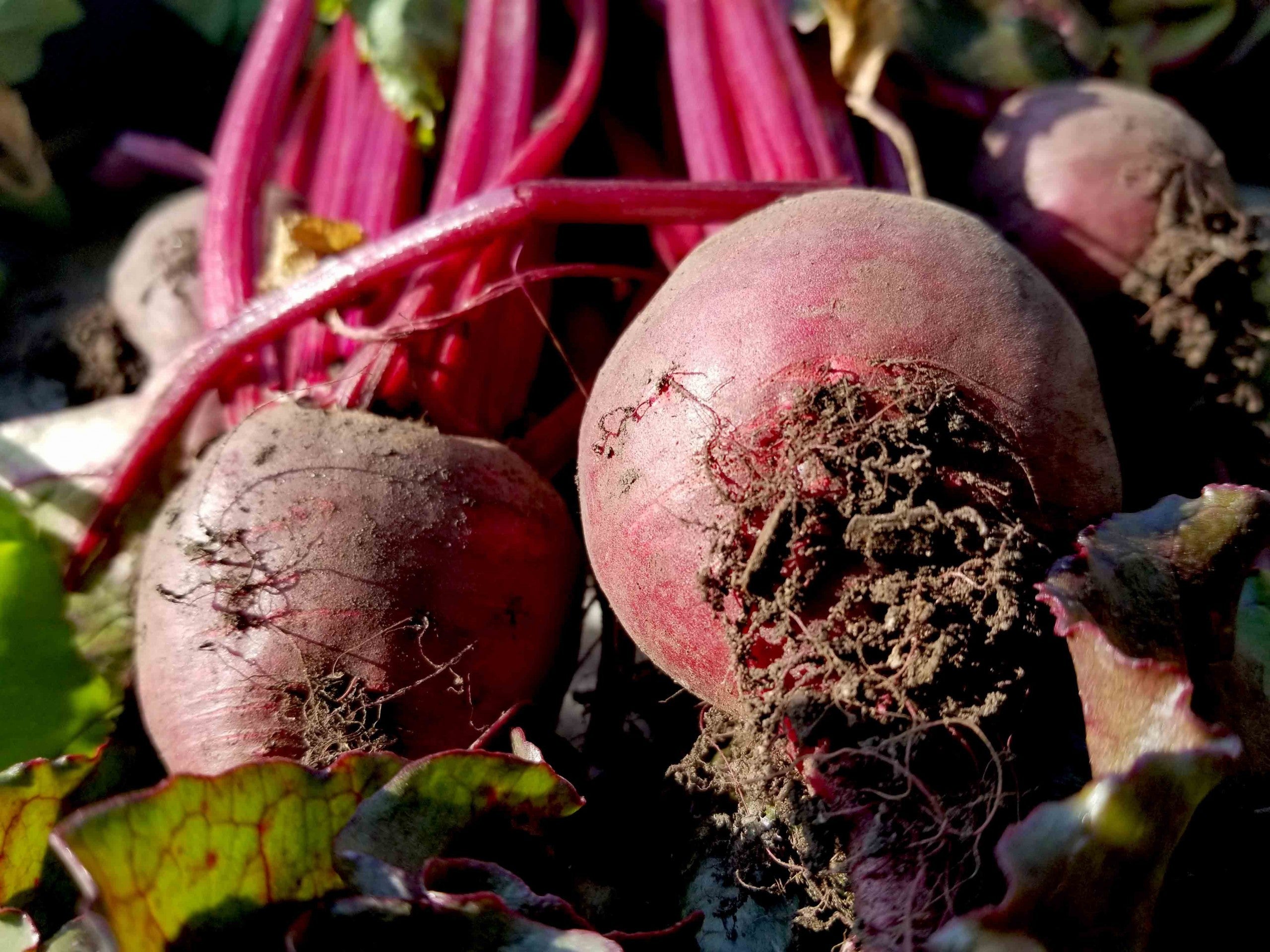 Why are my beets so small?