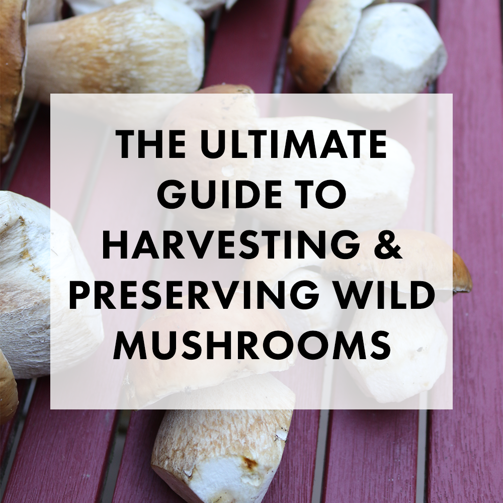 The Ultimate Guide to Harvesting and Preserving Wild Mushrooms