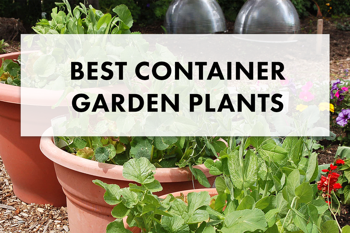The Best Plants for Container Gardening