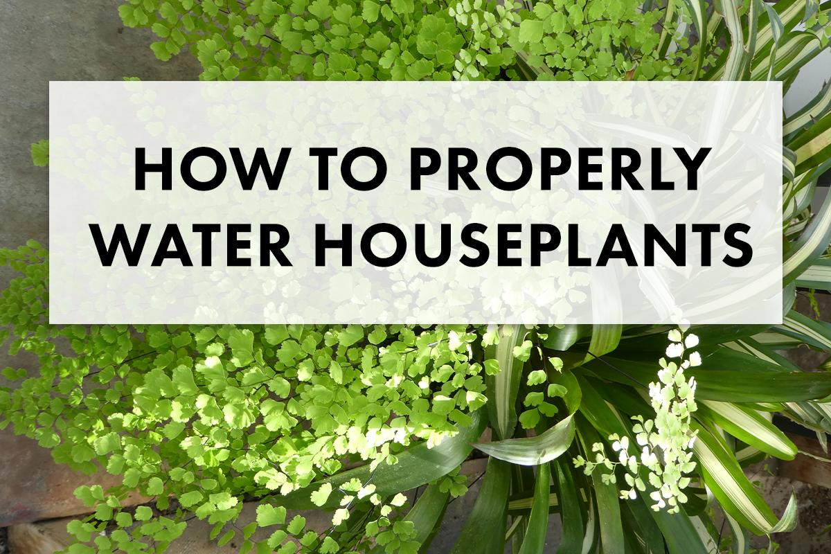 How to Properly Water Your Houseplants