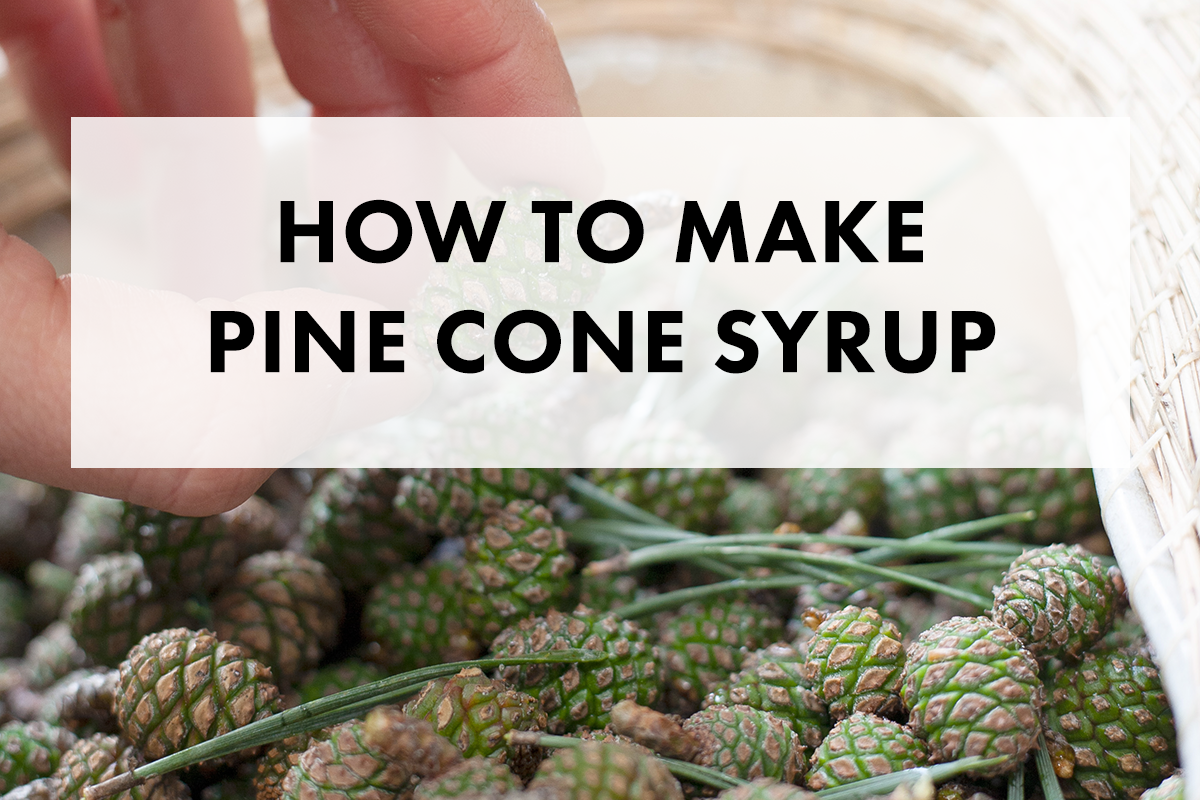 How to Make Pine Cone Syrup (and Then Eat Them with Popovers)