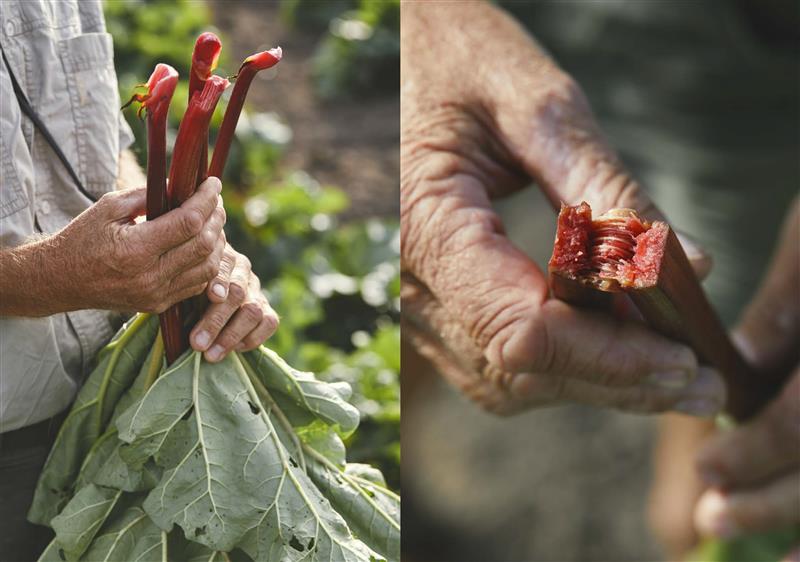 Rhubarb