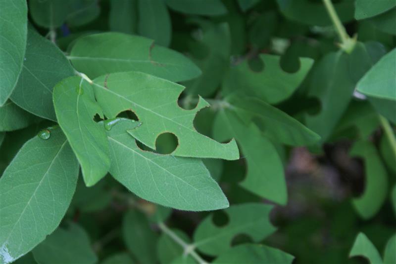 The Prairie Gardener’s Go-To for Pests and Diseases