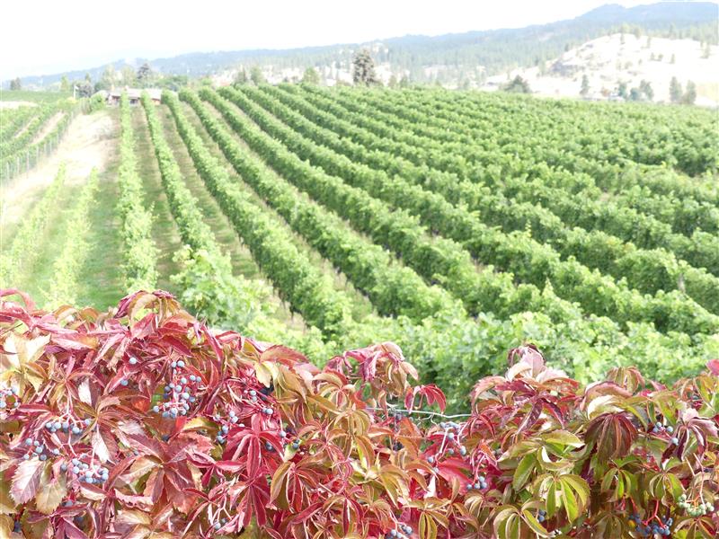 The Okanagan Wine Tour Guide