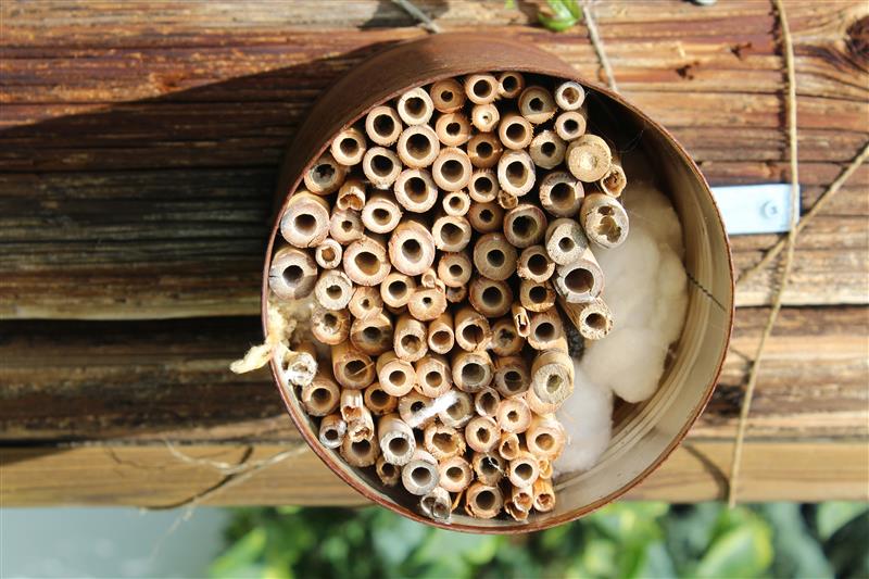 The Prairie Gardener’s Go-To for Pests and Diseases