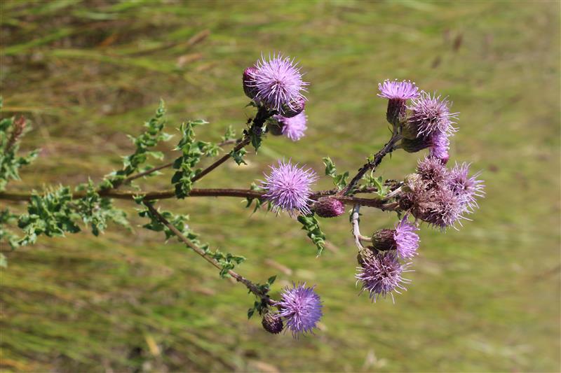 The Prairie Gardener’s Go-To for Pests and Diseases