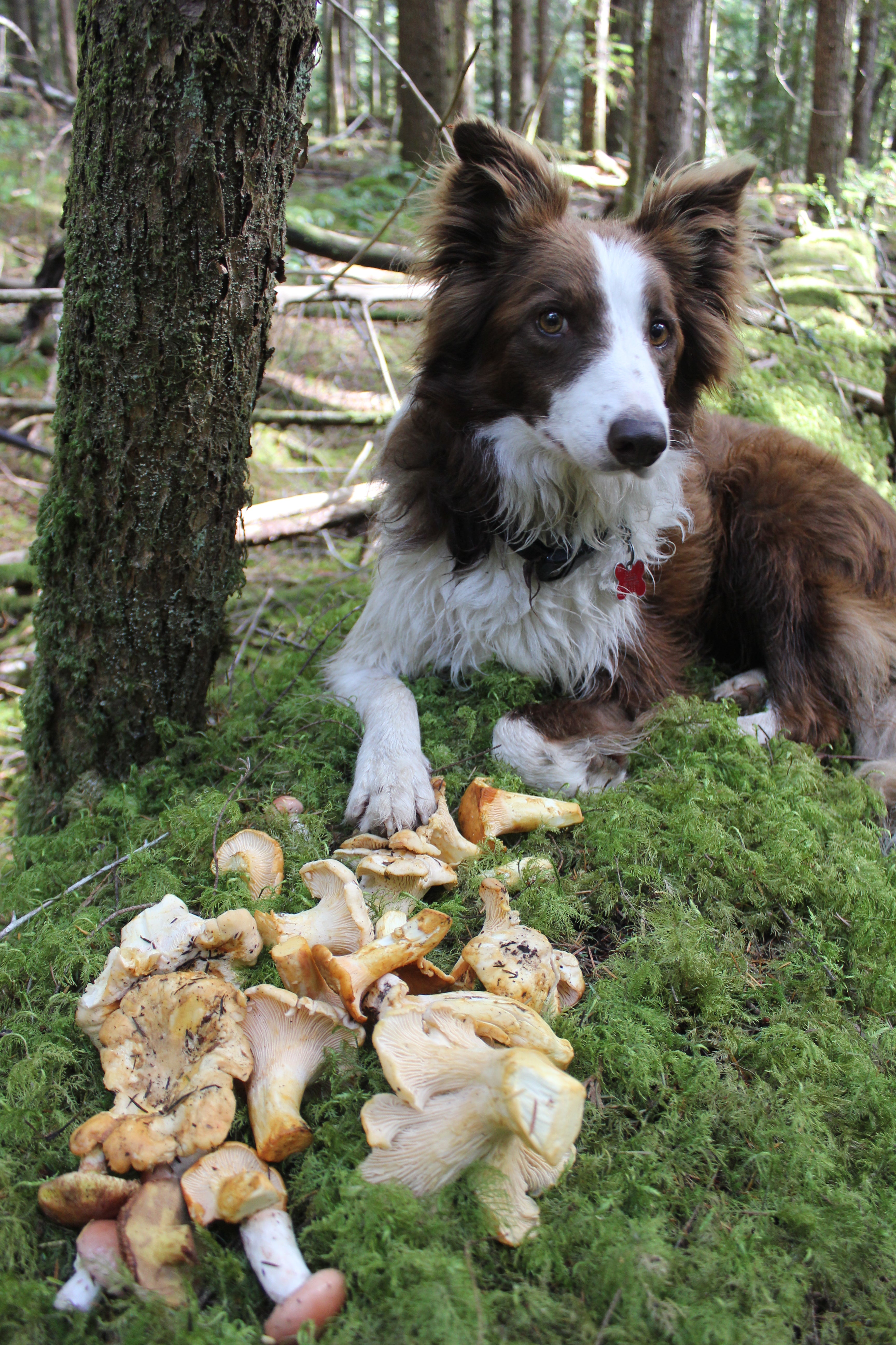 The Deerholme Mushroom Cookbook